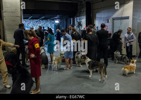 New York, NY, USA. 16th Feb, 2015. Dogs and their handlers await their turns to enter the ring at the 139th Westminster Kennel Club Dog Show. Credit:  Ed Lefkowicz/Alamy Live News Stock Photo