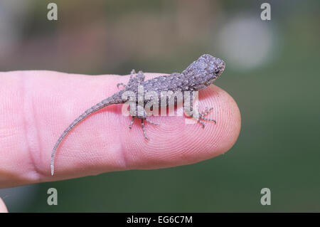 Eastern Fence Lizard, Sceloporus undulatus, hatchling setting on finger, lizard hatchling Stock Photo