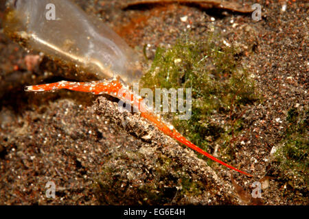 Ocellated Sawblade Shrimp,Tozeuma lanceolatum. Tulamben, Bali, Indonesia. Bali Sea, Indian Ocean Stock Photo