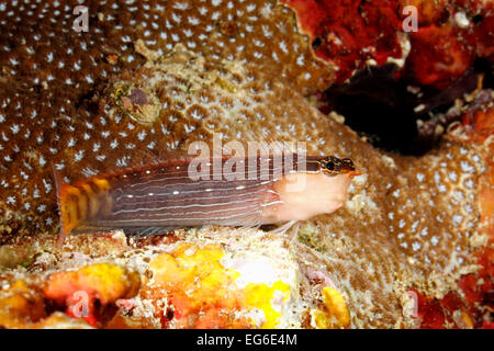 White lined Comb tooth Blenny, Ecsenius pictus. Also known as Pictus Blenny Stock Photo