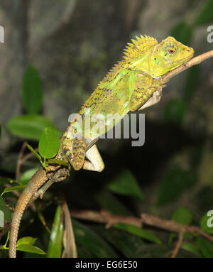 Chameleon Forest Dragon, also known as Eared Tree Dragon and Javan Humphead Lizard and Chameleon Anglehead Lizard, Gonocephalus chamaeleontinus. Stock Photo