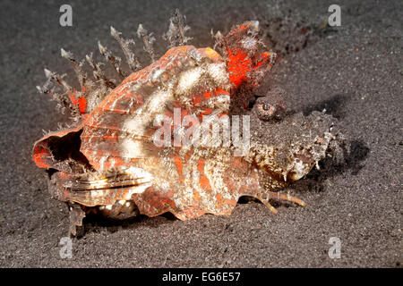 Spiny Devilfish, also known as the Bearded Ghoul, Inimicus didactylus with pectoral fins open.Tulamben, Bali, Indonesia. Stock Photo