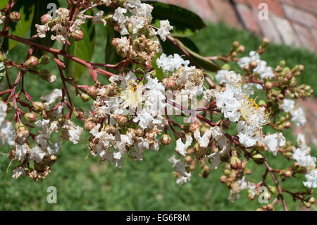 Crepe myrtle ( Lagerstroemia indica ) flowering in a Melbourne garden Stock Photo