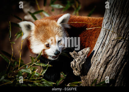 Red Panda in the Oklahoma City zoo. Stock Photo