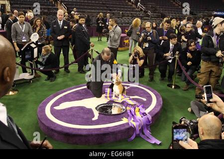 New York, NY, USA. 17th Feb, 2015. Miss P, a 15-inch beagle from the hound group, is shown by William Alexander after winning the Best in Show award at the 139th Annual Westminster Kennel Club Dog Show on February 17, 2015 in New York City. Credit:  Debby Wong/Alamy Live News Stock Photo
