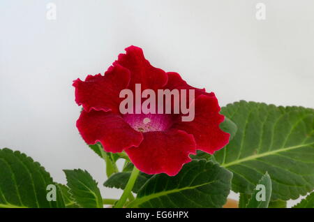 Red Gloxinia (Sinningia speciosa) flower close up