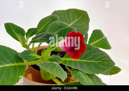 Red Gloxinia (Sinningia speciosa) flower in pot Stock Photo