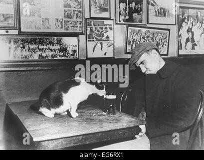 A patron of 'Sammy's Bowery Follies', a downtown bar, sleeping at his table while the resident cat laps at his beer. Dec. 1947. Stock Photo