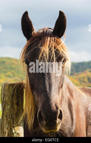 Brown horse (Equus ferus caballus).Portrait.  Flies surround its head. Stock Photo