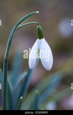 Galanthus Galatea. Species snowdrop growing in a woodland garden. Stock Photo