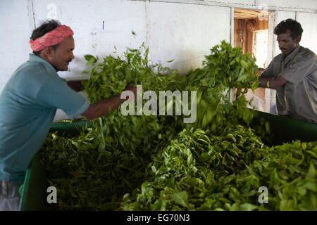 Tea factory worker shows tea leaves in the making, Munnar, India Stock Photo