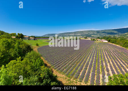 Lavender Field in Provence, France. View from above. Wide angle shot Stock Photo