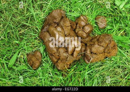 fresh horse manure on grass Stock Photo