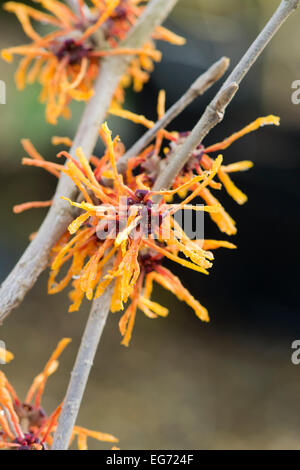 Hamamelis x Intermedia Aphrodite. Witch hazel 'Aphrodite' flowering in winter. UK Stock Photo