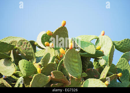 Cactus over blue sky background. Stock Photo