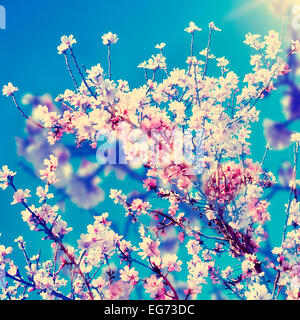 double exposure of almond trees in full bloom Stock Photo