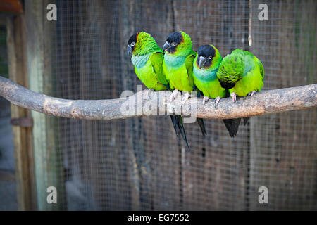 Four Nanday Parakeets (Aratinga nenday) also known as black-hooded parakeet or nanday conure Stock Photo