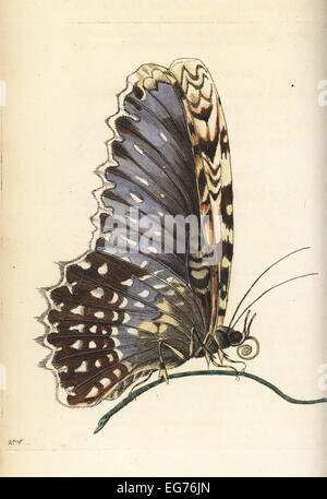 White witch moth, Thysania agrippina (Agrippina butterfly, Phalaena agrippina). Illustration drawn and engraved by Richard Polydore Nodder after Maria Sibylla Merian. Handcoloured copperplate engraving from George Shaw and Frederick Nodder's The Naturalist's Miscellany, London, 1802.