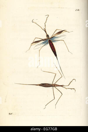 Water stick insect, Ranatra linearis (Linear nepa, Nepa linearis). Stock Photo