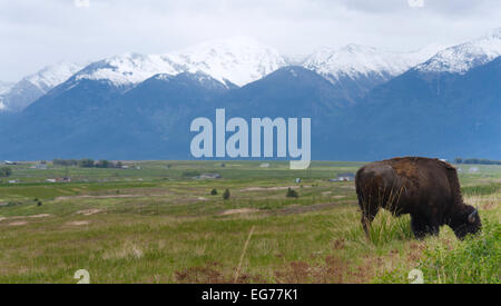 A buffalo grazes in front of the Mission mountains, Montana Stock Photo