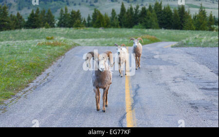 an analysis of the native north america by big horn sheep Three private organizations, the foundation for north american wild sheep, the rocky mountain bighorn society and the society for the conservation of bighorn sheep, raise funds for research and management. an analysis of the native north america by big horn sheep Three private organizations, the foundation for north american wild sheep, the rocky mountain bighorn society and the society for the conservation of bighorn sheep, raise funds for research and management.