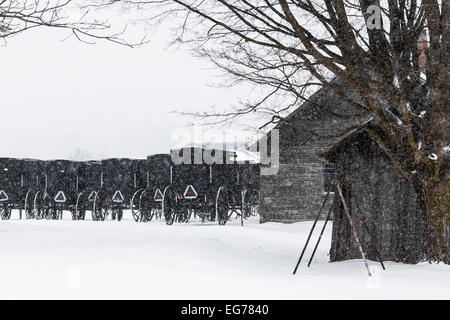 Gathering of Amish buggies parked at a farmhouse for Sunday religious services near Stanwood in central Michigan, USA Stock Photo