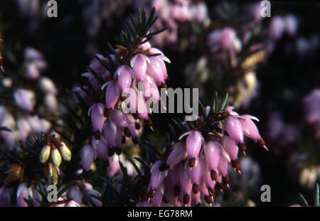 Heather: Erica carnea or herbacea 'Springwood Pink' Stock Photo