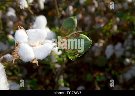 Cotton field near Phoenix, Arizona, USA. Stock Photo