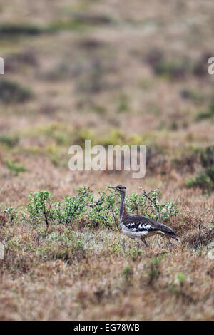 Stanley bustard (Neotis denhami) in the Amakhala Game Reserve, Eastern Cape, South Africa. Stock Photo