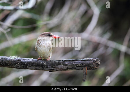 Brown-hooded Kingfisher (Halcyon albiventris) sitting on his perch in the Amakhala Game Reserve, Eastern Cape, South Africa. Stock Photo