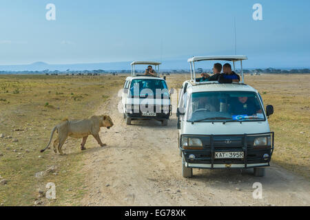 AMBOSELI, KENYA - September, 19, 2008: Lion safari in Amboseli National Park, Kenya Stock Photo