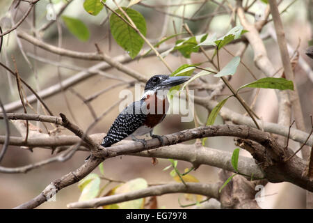 Giant kingfisher male bird perched on overhanging branch near a pond in The Gambia Stock Photo