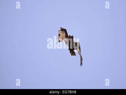 Brown snake eagle in flight in Senegal Stock Photo