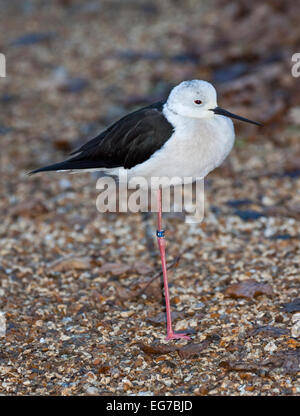 Black-Winged Stilt (himantopus himantopus) Stock Photo