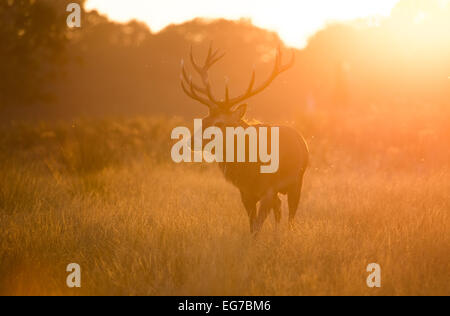A red deer stag bellowing in the blue mist before sunrise in Richmond Park, London Stock Photo