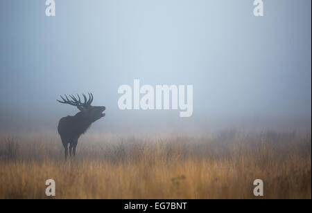 A red deer stag bellowing in the blue mist before sunrise in Richmond Park, London Stock Photo