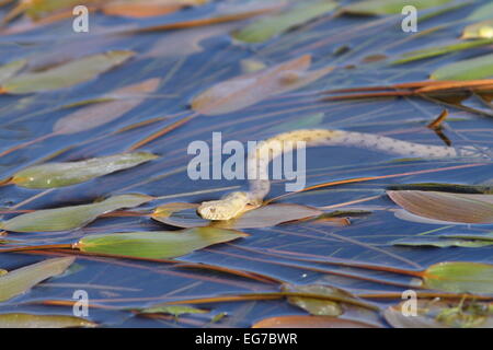 dice snake ( Natrix tessellata ) swimming on water surface, ready to hunt Stock Photo
