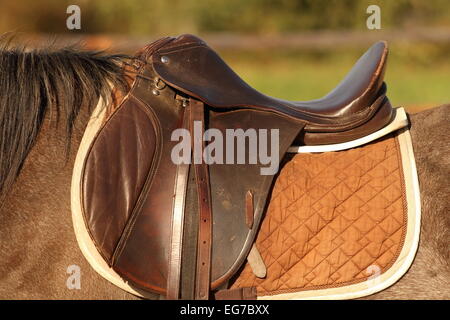 traditional saddle mounted on a  brown mare Stock Photo
