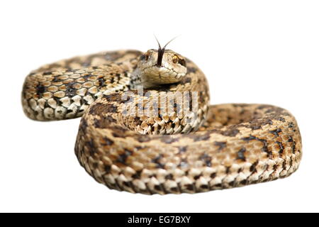 isolated venomous snake ( Vipera ursinii rakosiensis, the elusive european meadow viper )  ready to attack Stock Photo