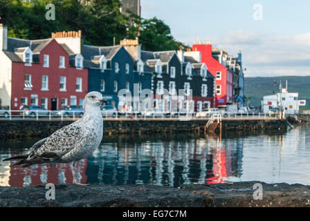 Juvenile herring gull in front of Tobermory Harbour, Isle of Mull Stock Photo