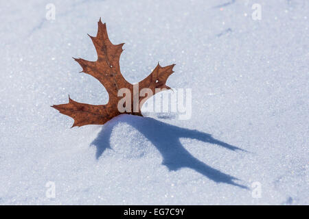 Northern Red Oak, Quercus rubra, leaf partially embedded in blown snow on the frozen surface of a lake in central Michigan, USA Stock Photo