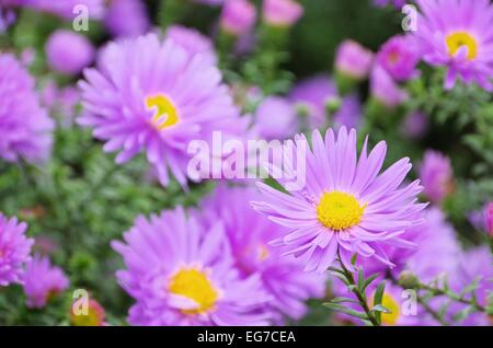 Aster Novi Belgii 09 Stock Photo