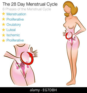 An image of a female menstrual cycle. Stock Photo