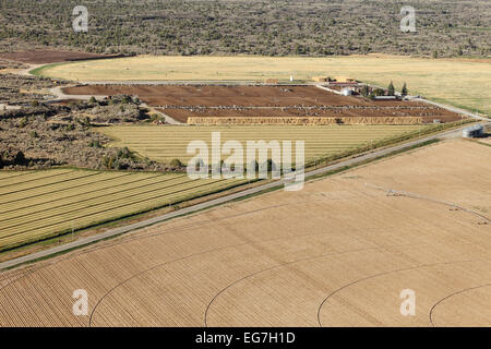 A herd of cows at a dairy farm. Aerial view Stock Photo - Alamy