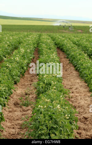 Potatoes growing in a farm field Stock Photo