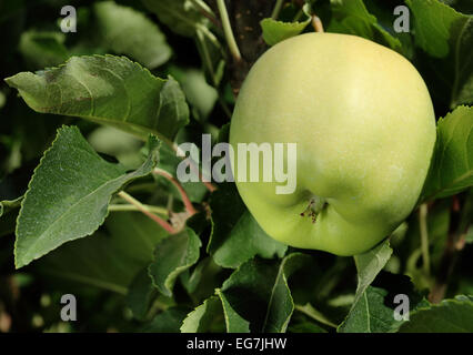 Golden Delicious apples, ready for harvest, hanging on a tree. Stock Photo