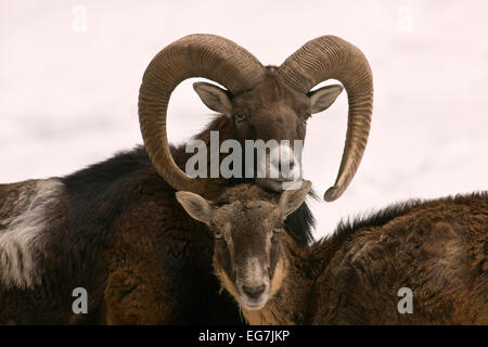 European mouflon (Ovis ammon musimon) with boy in winter in the snow, mouflon Stock Photo