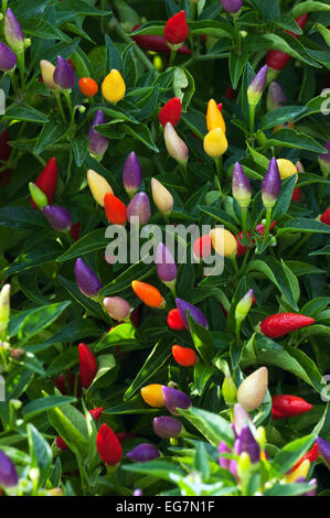 ornamental peppers Stock Photo