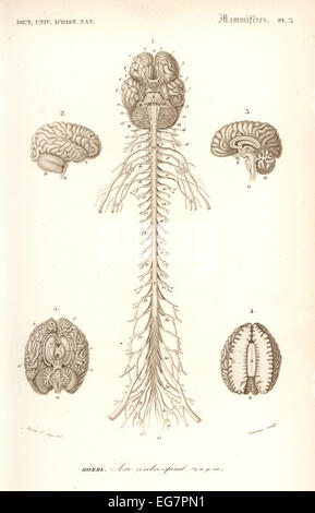 nervous system spinal cord brain cranial nerve cerebrum diagram chart ...