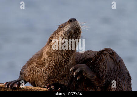 Northern River Otter (Lontra canadensis) preening on beach after eating at Whiffen Spit, Sooke, BC, Canada in January